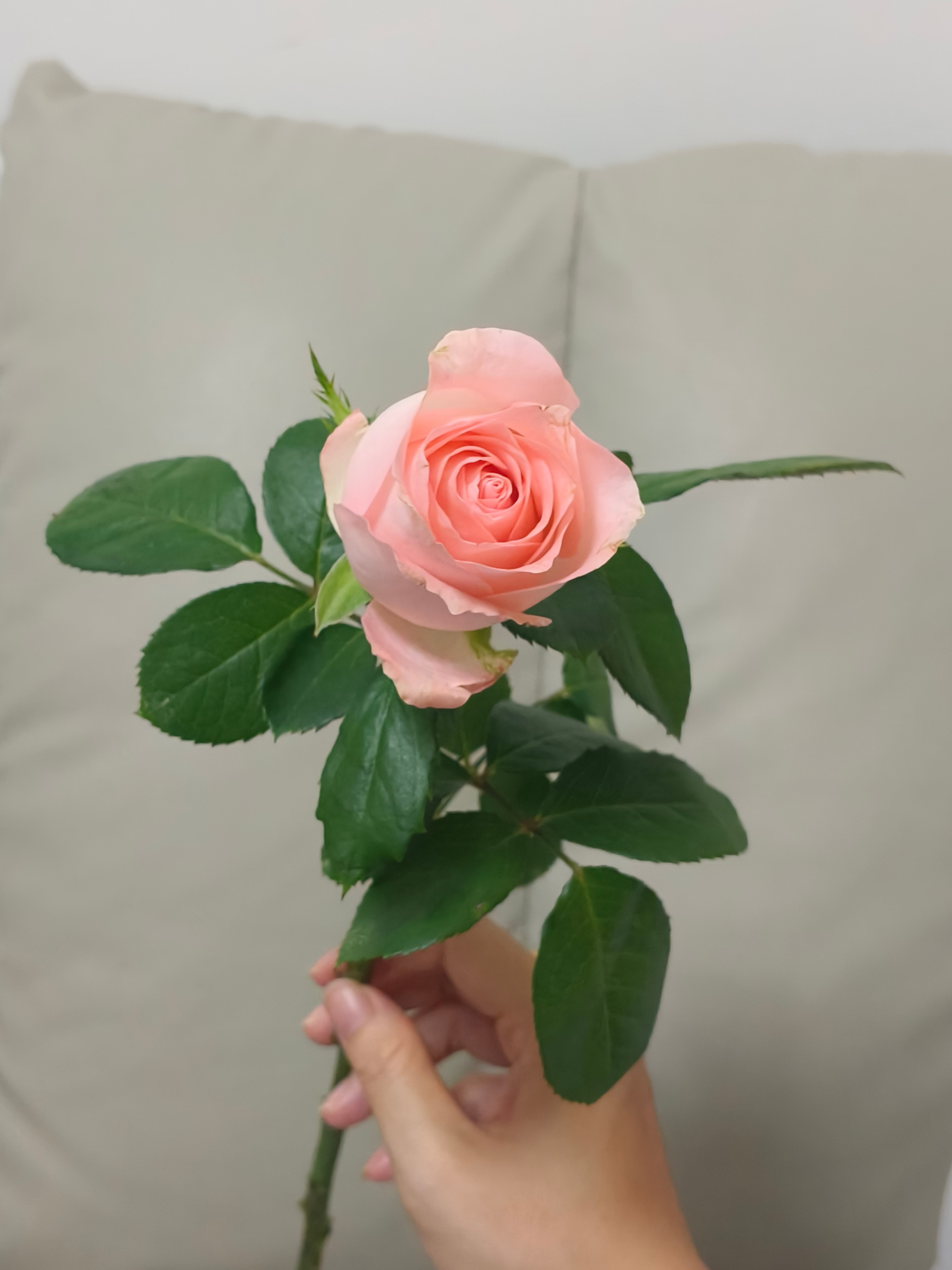 千万不要再美化种地生活了过度美化田园，好多人就以为逃回乡下种地就能治好精神内耗；