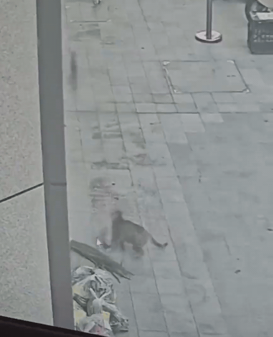 广东佛山，餐馆老板验收采购的蔬菜和肉类，发现少了一块3斤多牛肉。开始以为人家忘记