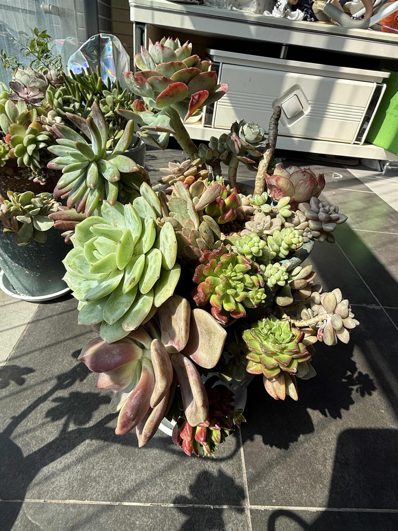 五彩斑斓的多肉。