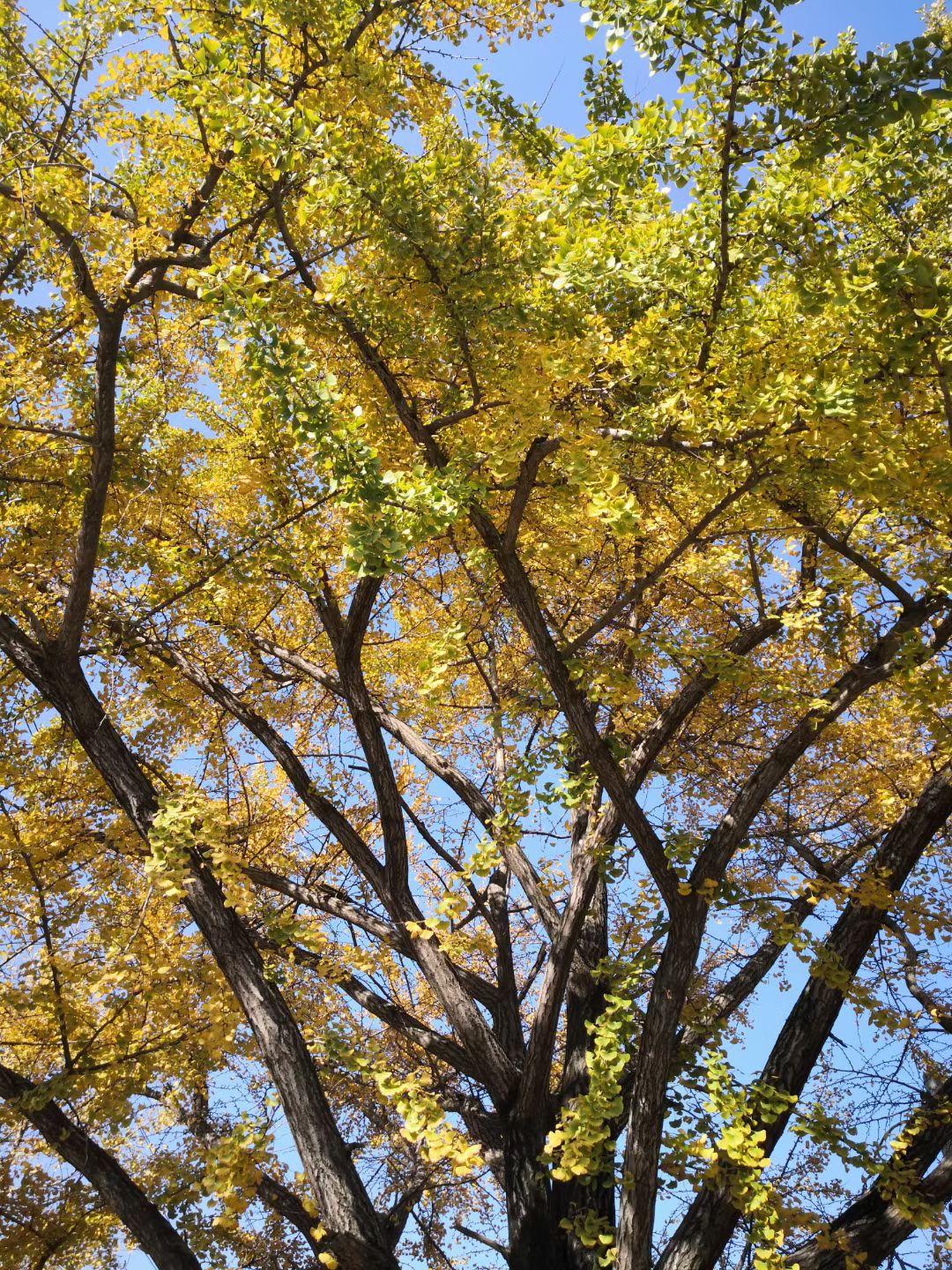 尽日苔阶闲不扫，满园银杏落秋风。

深秋啦！