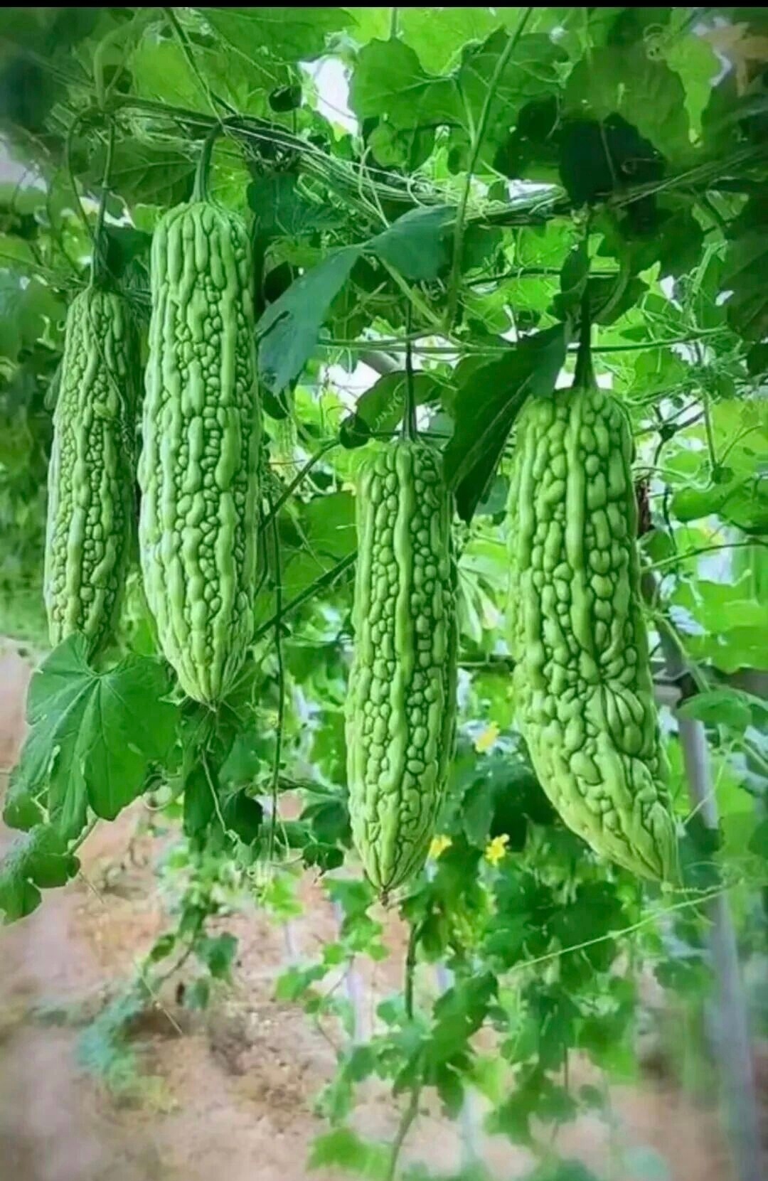 有机蔬菜，爱了爱了。蔬菜 南京