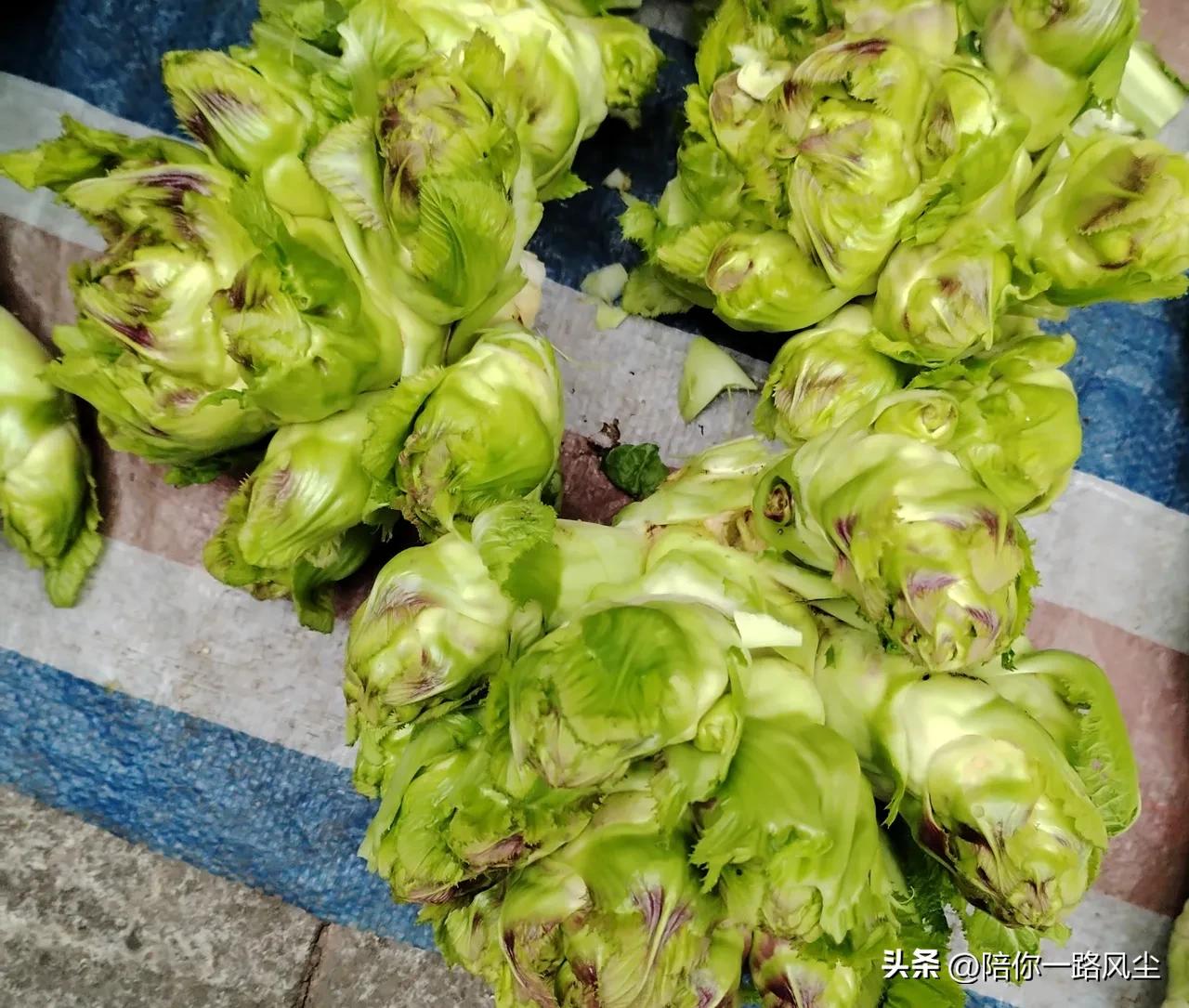 最近，刷到好多外省朋友都在问：“荠菜都在野外开花了，为什么四川人不去挖野生的荠菜