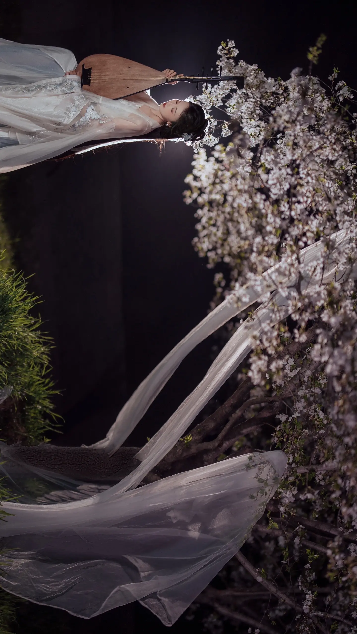 一年四季，最爱夜樱。