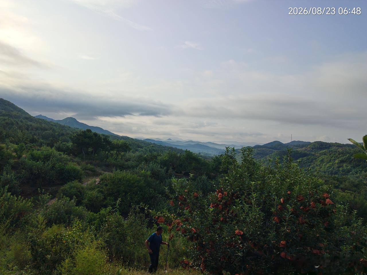大山的秋天来了，今早发现门前的大杨树叶子落了很多，飘飘洒洒的落下来真像蝴蝶飞舞。