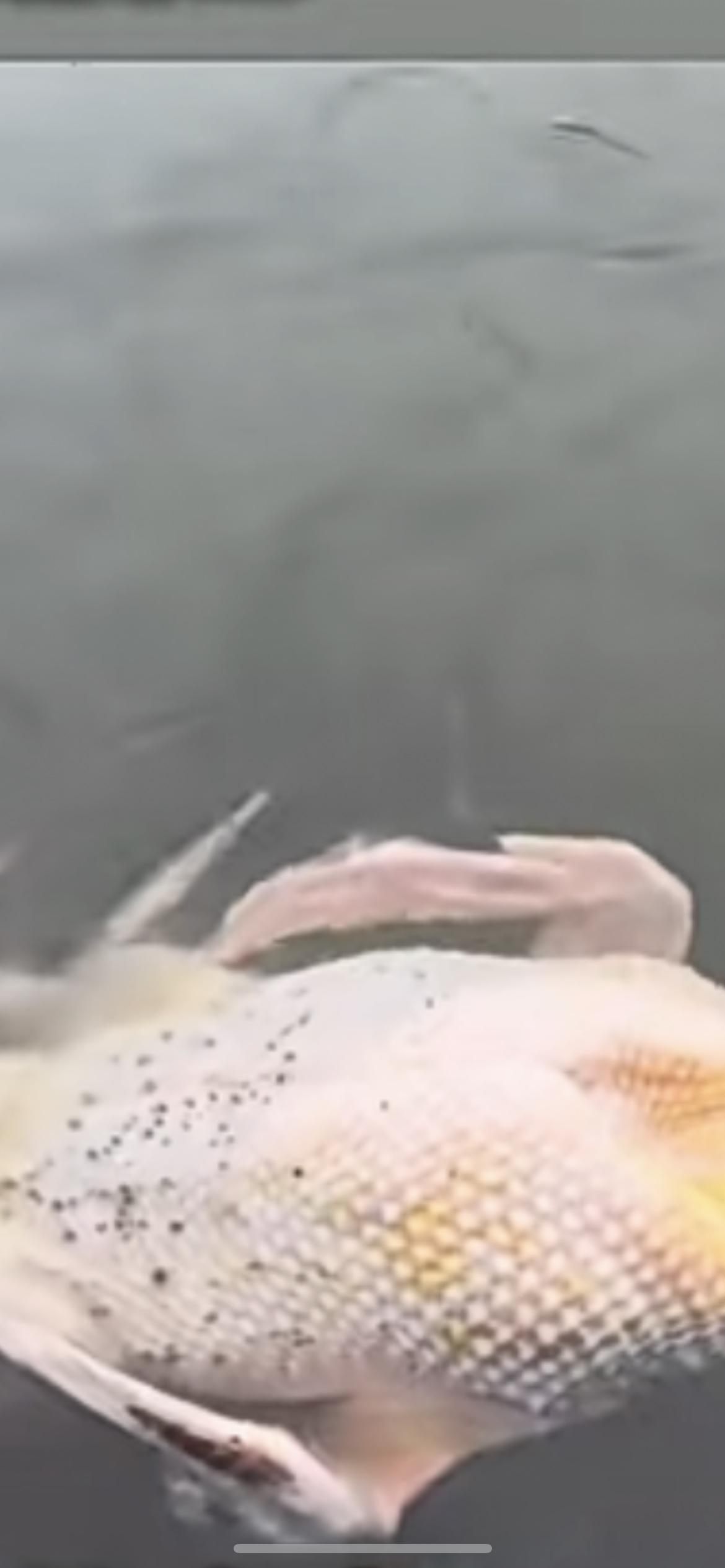 2月14日，广西百色一网友杀鸭拔毛到一半，把鸭子扔进河里让小鱼帮忙清细毛。没想到