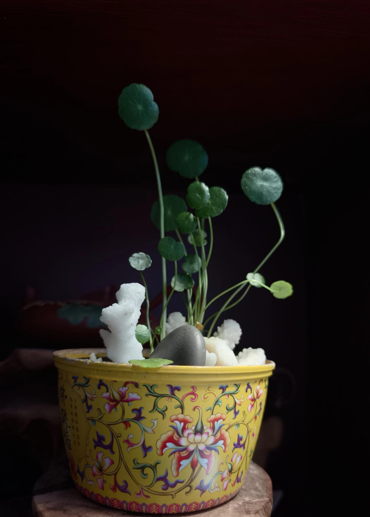 请你给我这盆铜钱草打分。