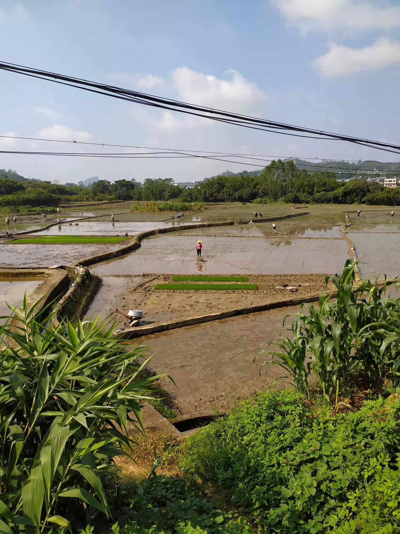 南方广西开始第二季种田插秧了，广西一年2季水稻，海南省没有冬天，还可以一年3季水