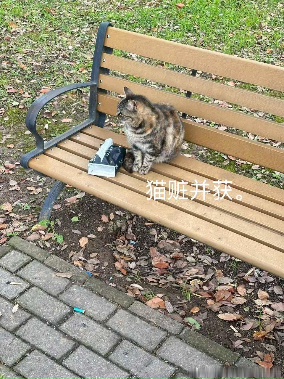 49265【心灵丑到爆】幸好小猫不考试。 