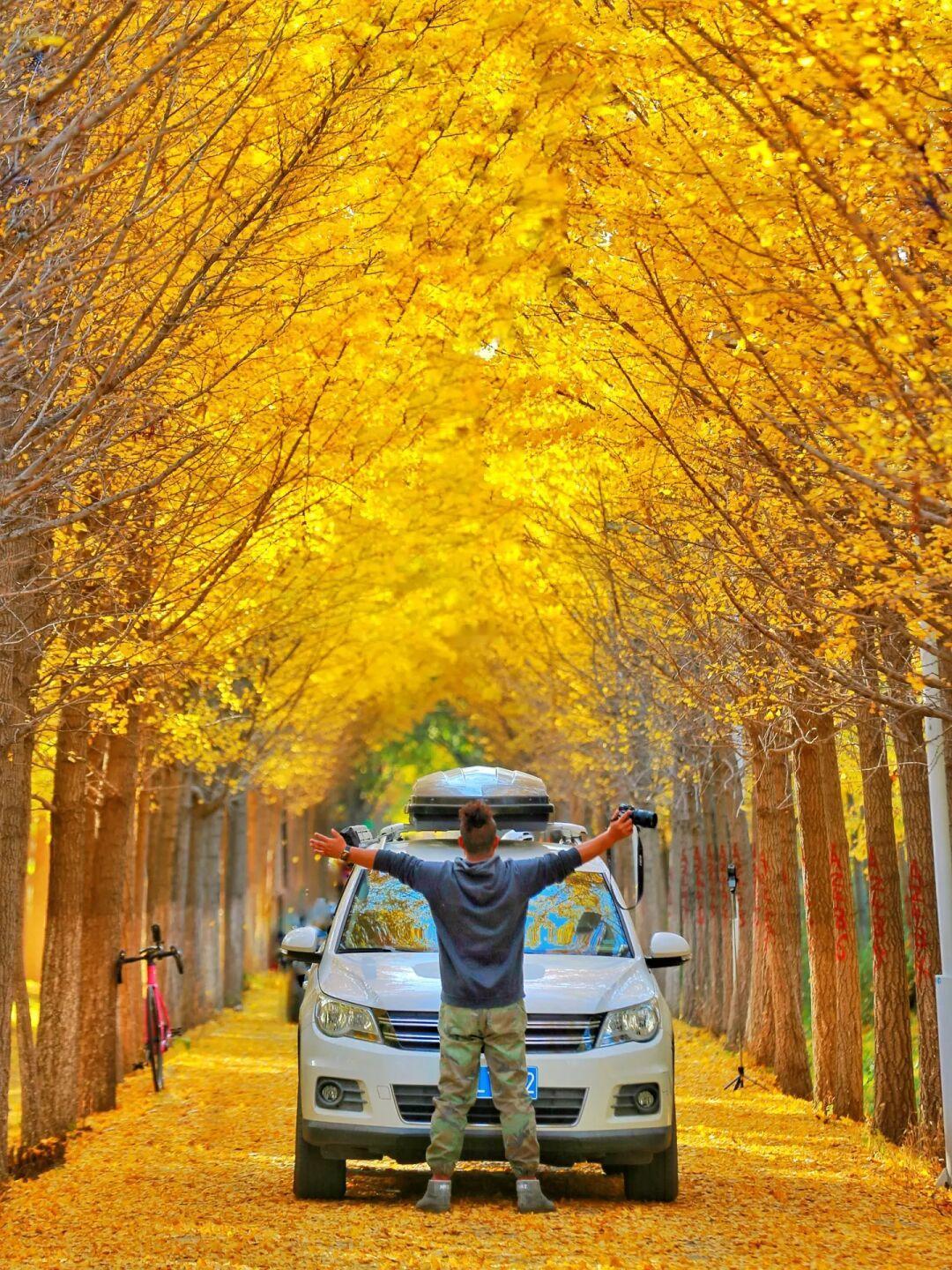 哇塞❗️秋天车可以开进银杏林，简直太美了🍂