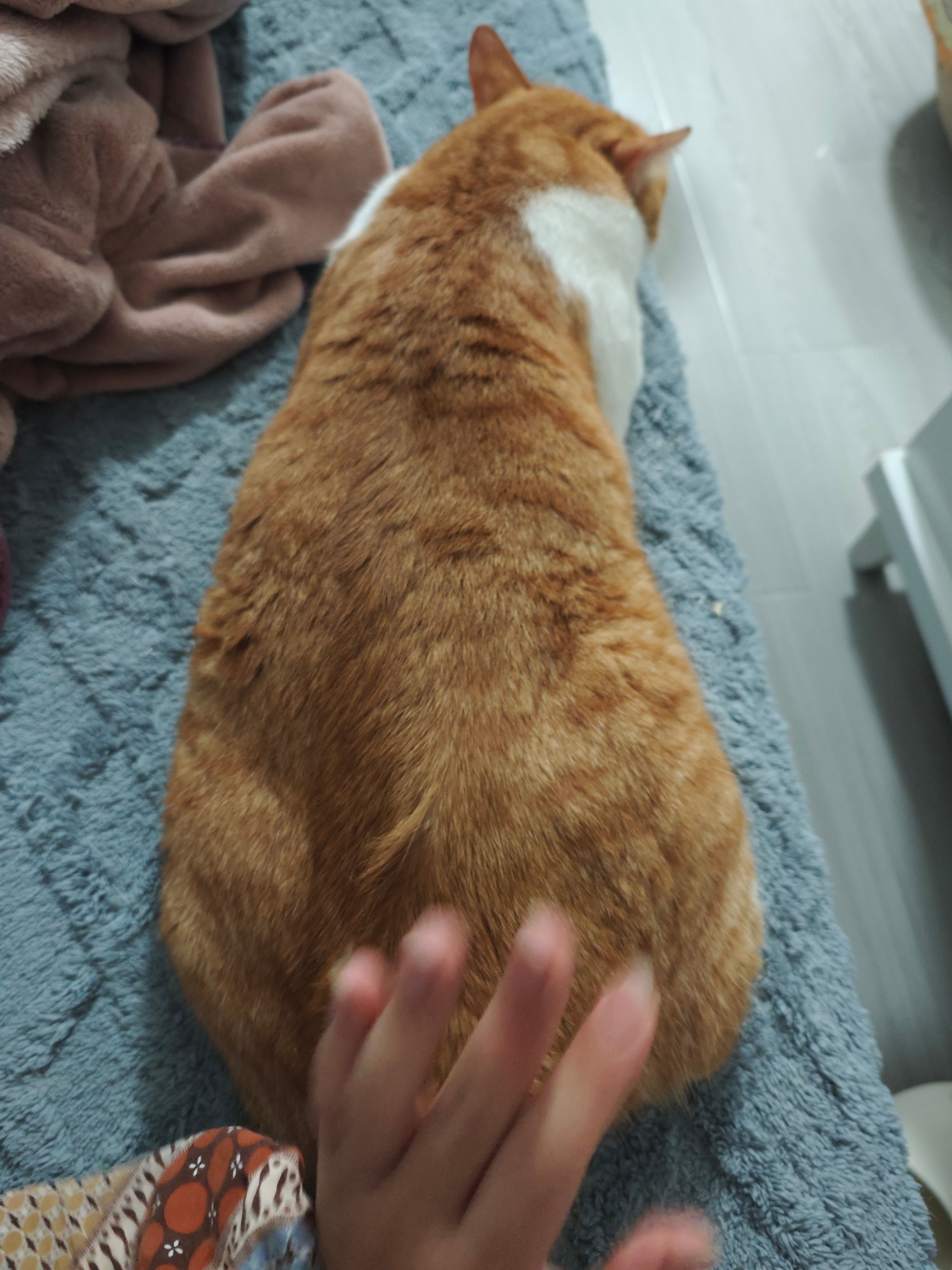 你们猜我的粿条为什么坨了