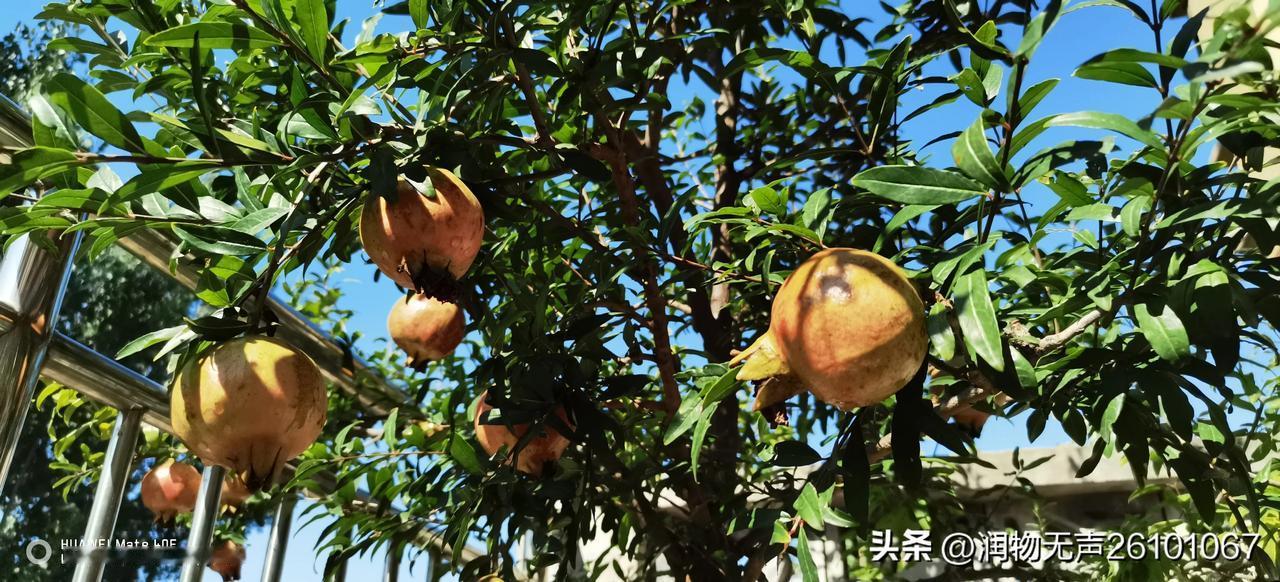 春花秋实。2024年8月29日，初秋。#美丽丰硕的秋天# #秋景生活随拍# #秋