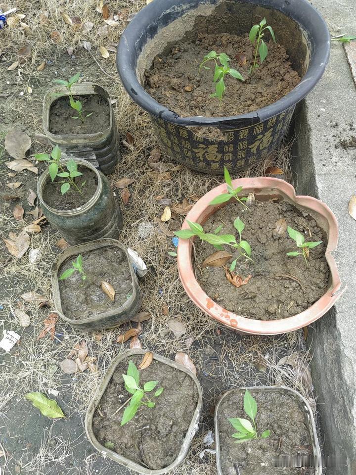 在花盆里洒了一些辣椒种子，长出了好多小苗苗，长的太密了，找了各种能种的桶和盆，把