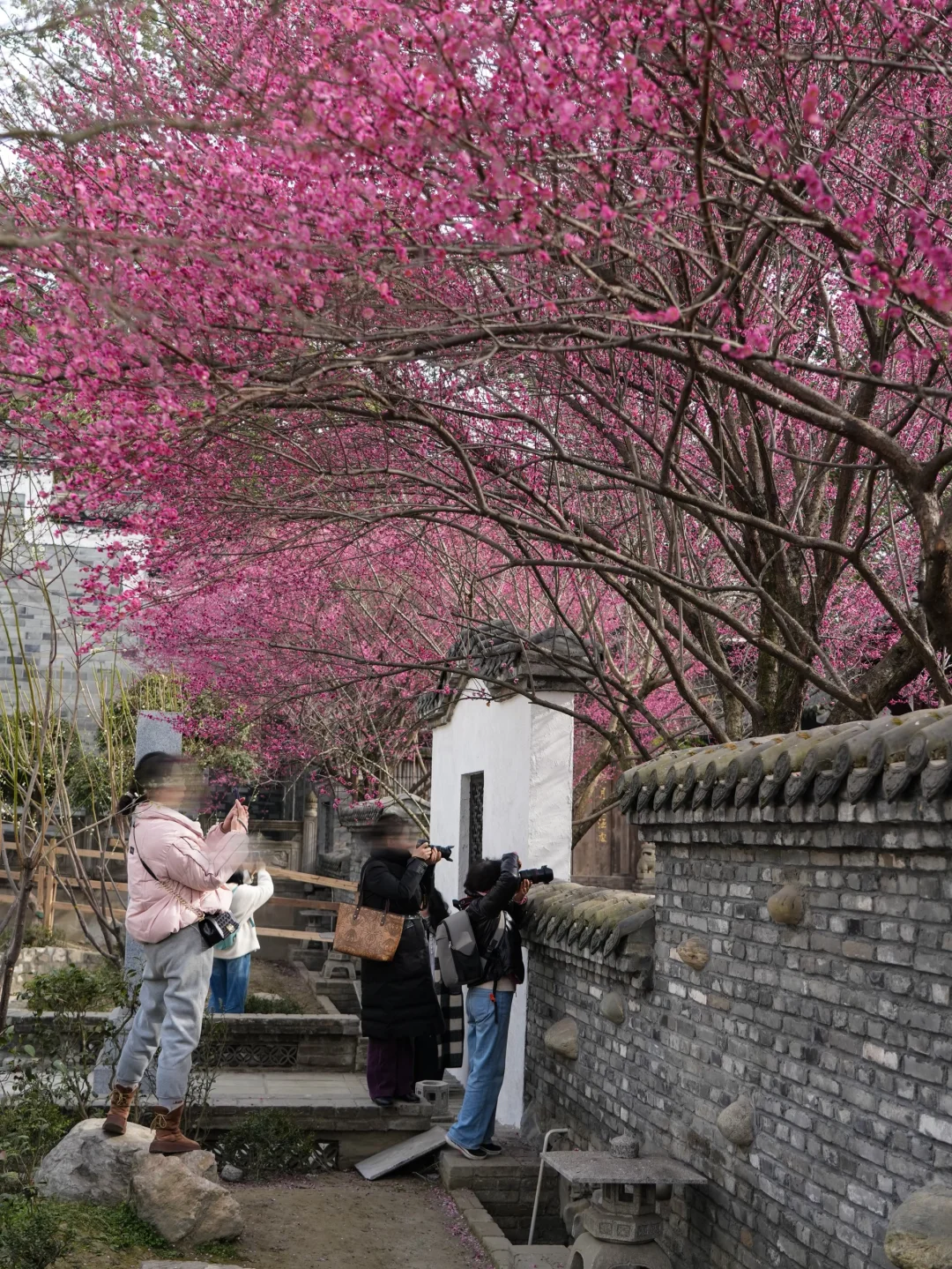 跟风去了趟小众古寺！🌸梅花开爆了！