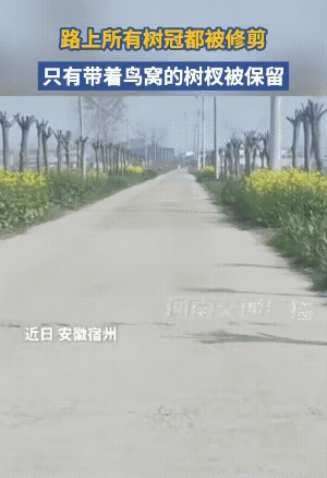 呼叫意L，这又是一个很好的编辑材料。
“是树枝保护了鸟，还是鸟保护了树枝。”
此