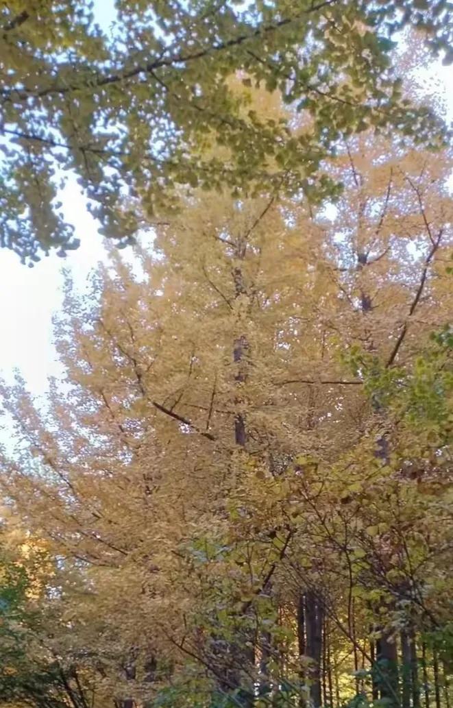 大自然真是神奇的调色师
随手打翻调色盘
就能绘出一幅幅绝美画卷