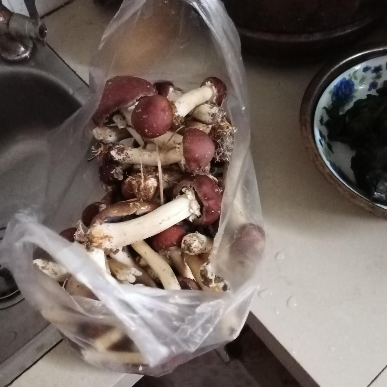 松茸菇的故事（二）

刚来到巴马不久，去登了民山。返程时由于腿不舒服，搭成了一位