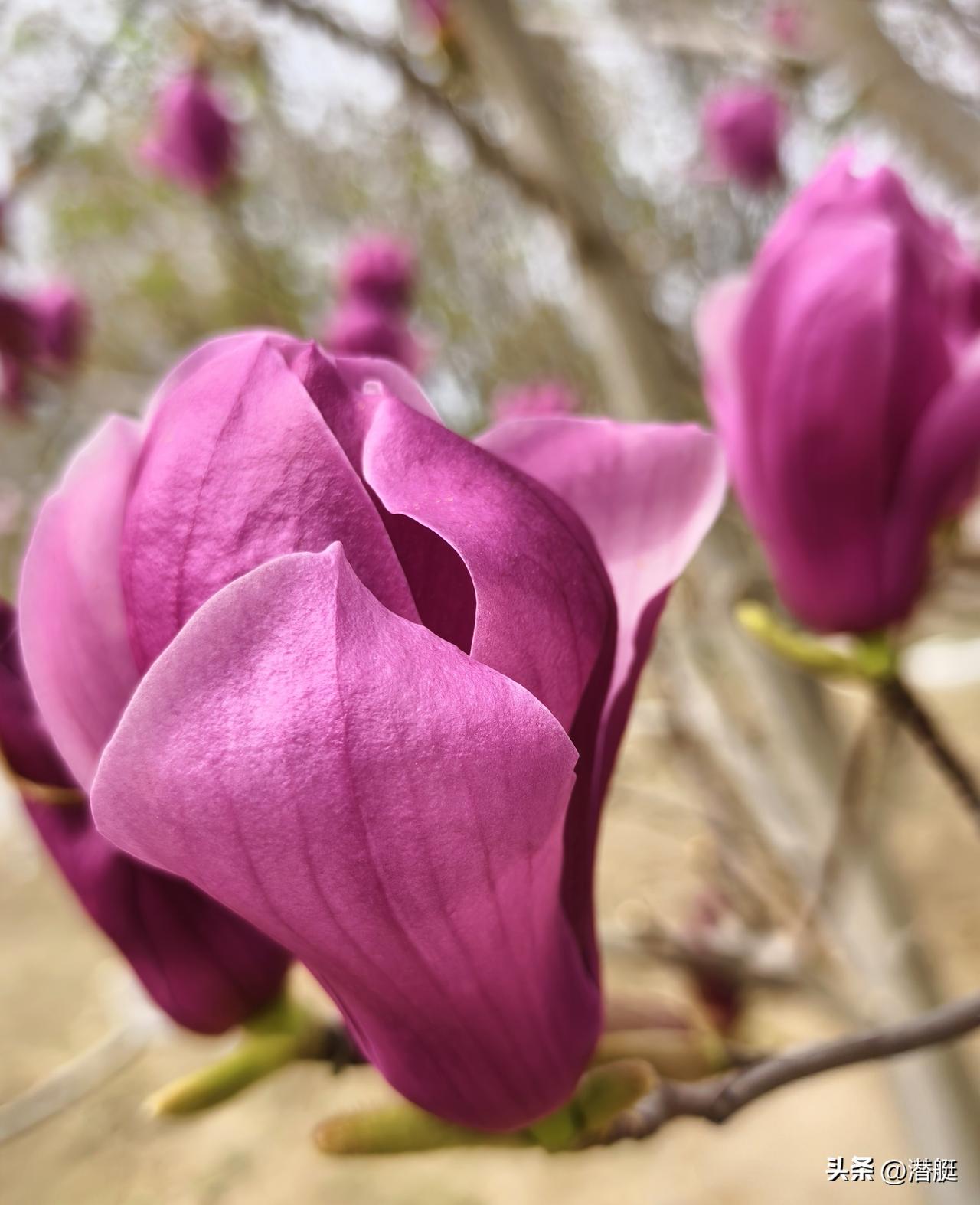 分享一张随手拍的花。随手拍的的玉兰花