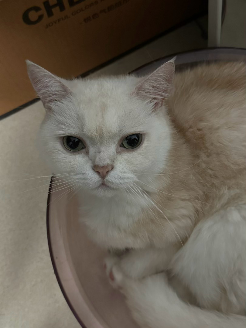 掉毛掉得尖嘴猴腮了 
