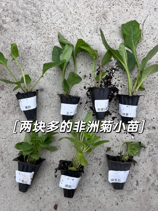 开箱-非洲菊小苗（不建议买了）