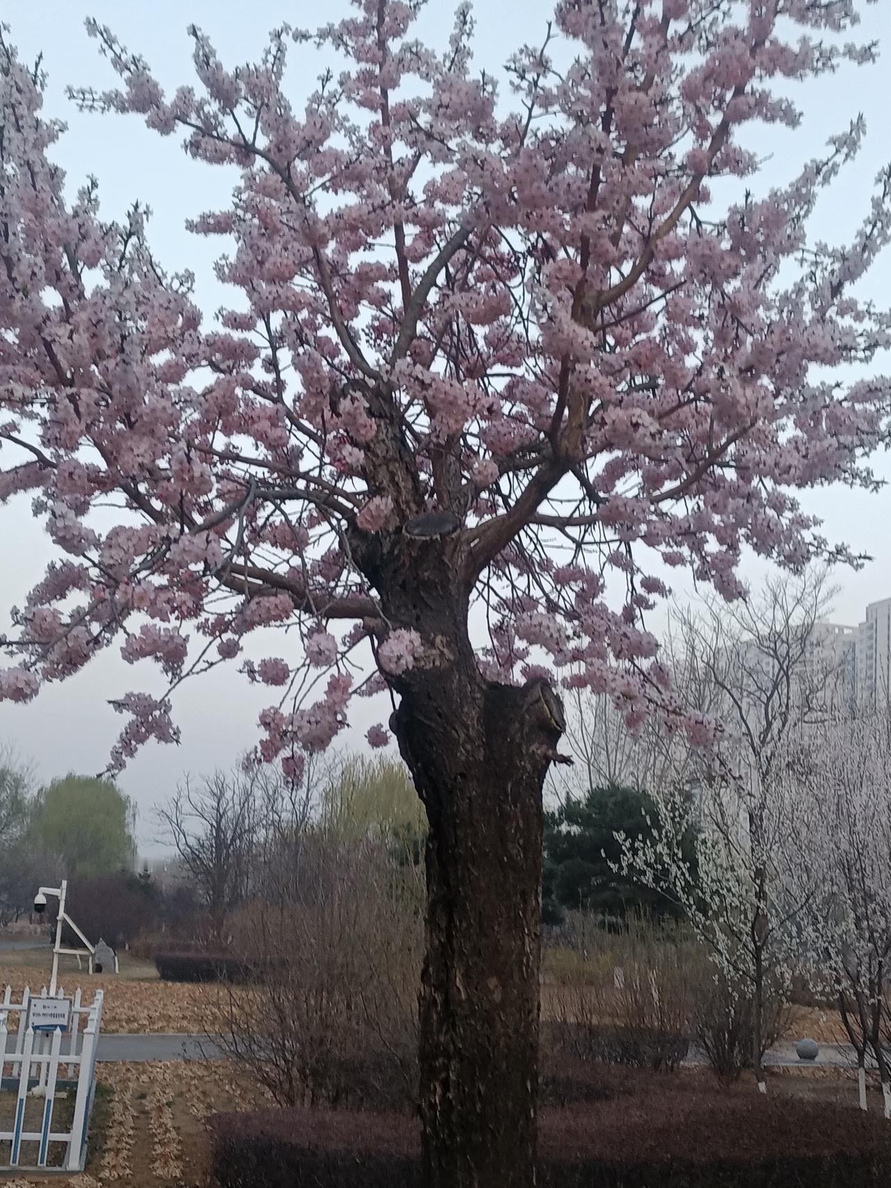 ‘四月的风景，如诗如画，美了世界，温柔了岁月，陶醉了人生，采撷一枚花絮，温柔一程