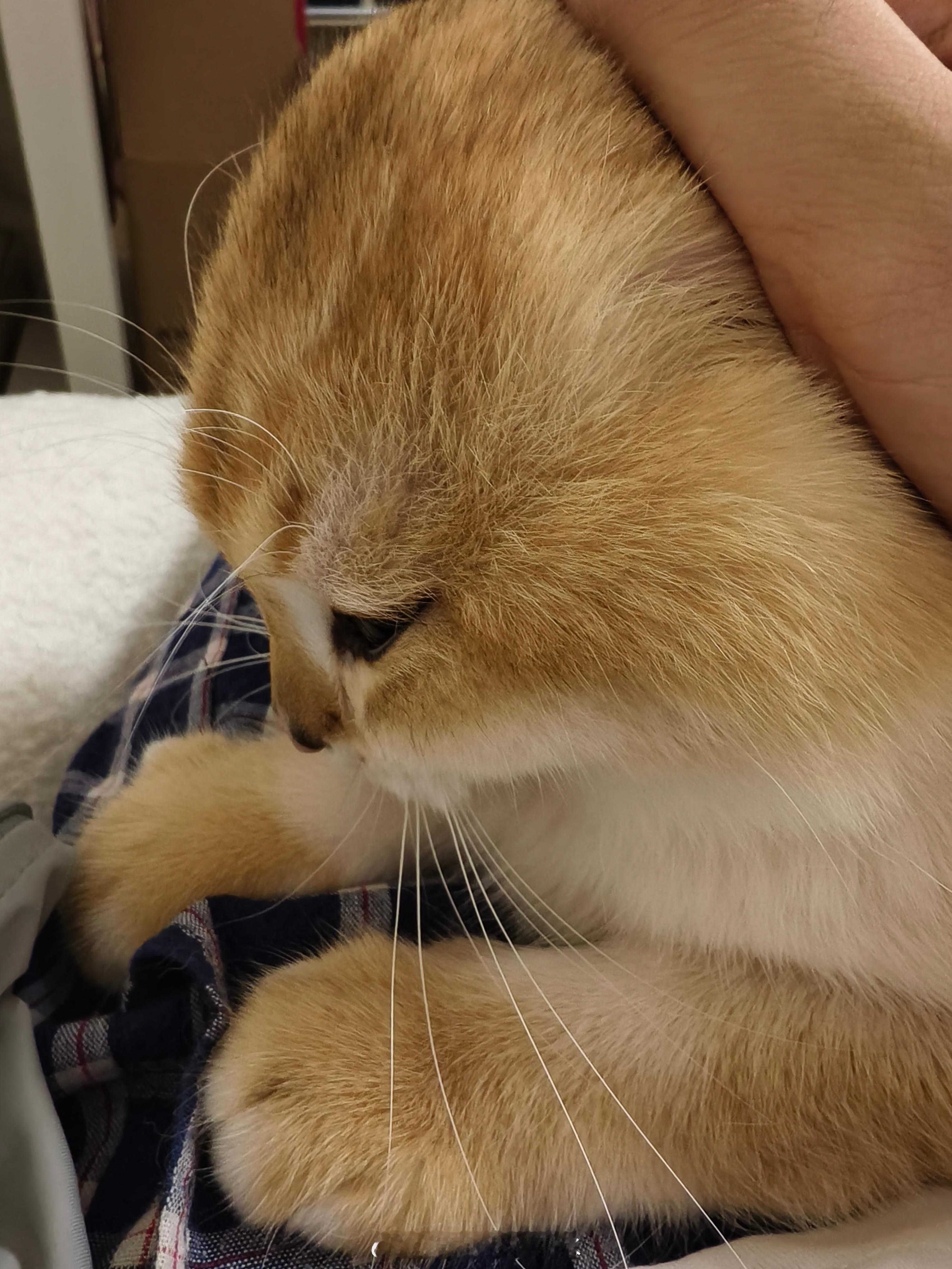 小猫在垫子上留下一串小脚印“人，咪的脑阔有点紧”小猫太爱掉毛了怎么办？撸了两把就