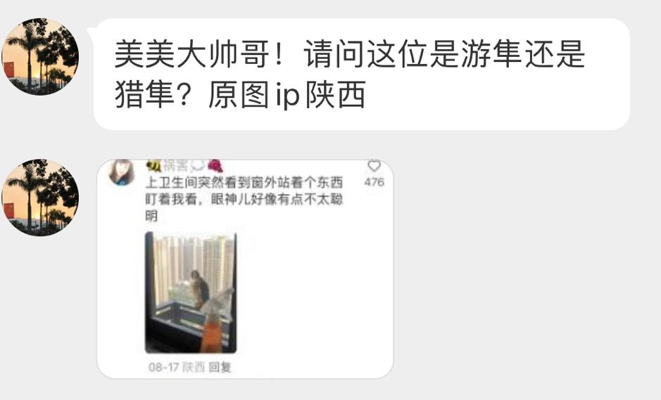窗外的【游隼】一脸懵逼的盯着你🙊 ​​​