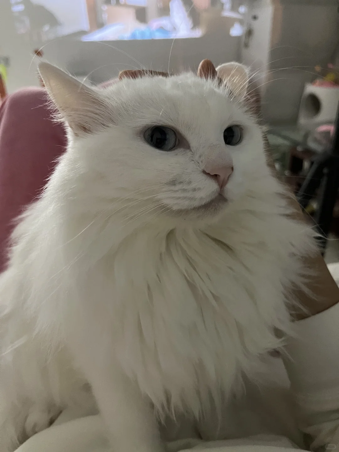 小兔子乖乖