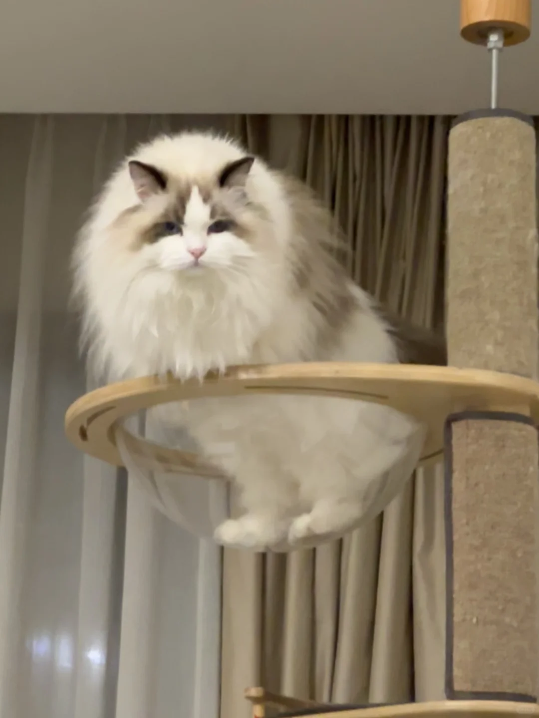 起猛了，我家猫变成人了🙀