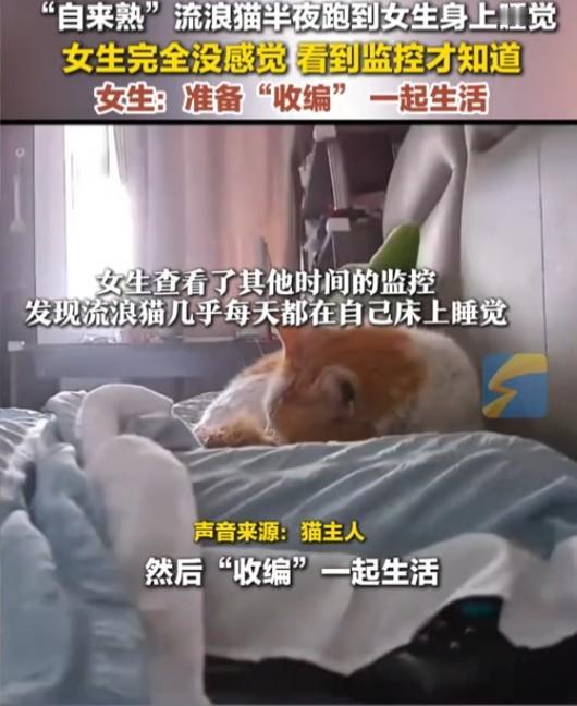 流浪猫半夜跑到女生身上睡觉这女子心真够大的！幸亏是一只流浪猫，如果是其他的凶猛动