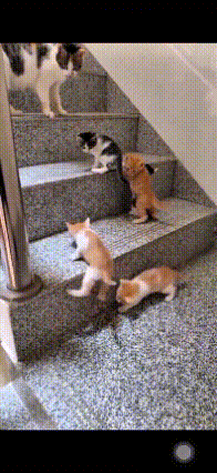 恁刚进单元楼，就瞅见楼梯上这一幕，真是把人的心都暖化了！大猫也就是猫妈妈，领着几