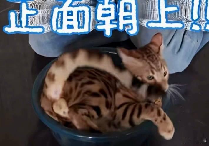 你的蛋子真是肥嘟嘟的 