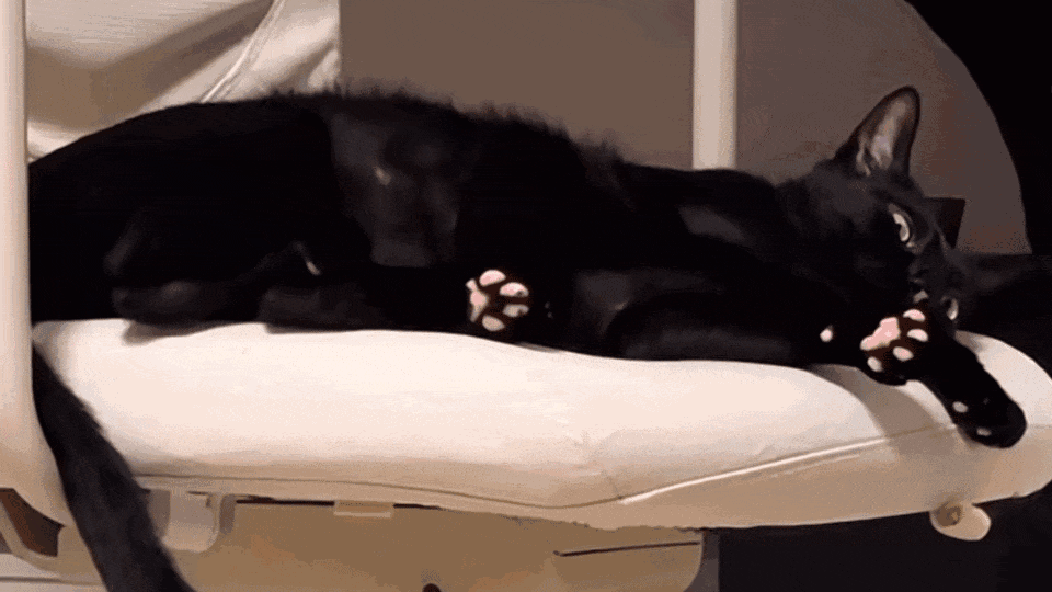 小黑猫的粉爪爪 