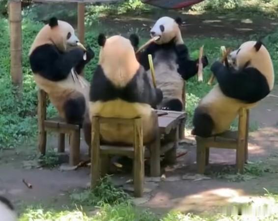 我国圈养大熊猫数量超800只 保护工作取得重大突破
好消息！国家林草局最新数据显