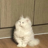 秦枝爱玩科技