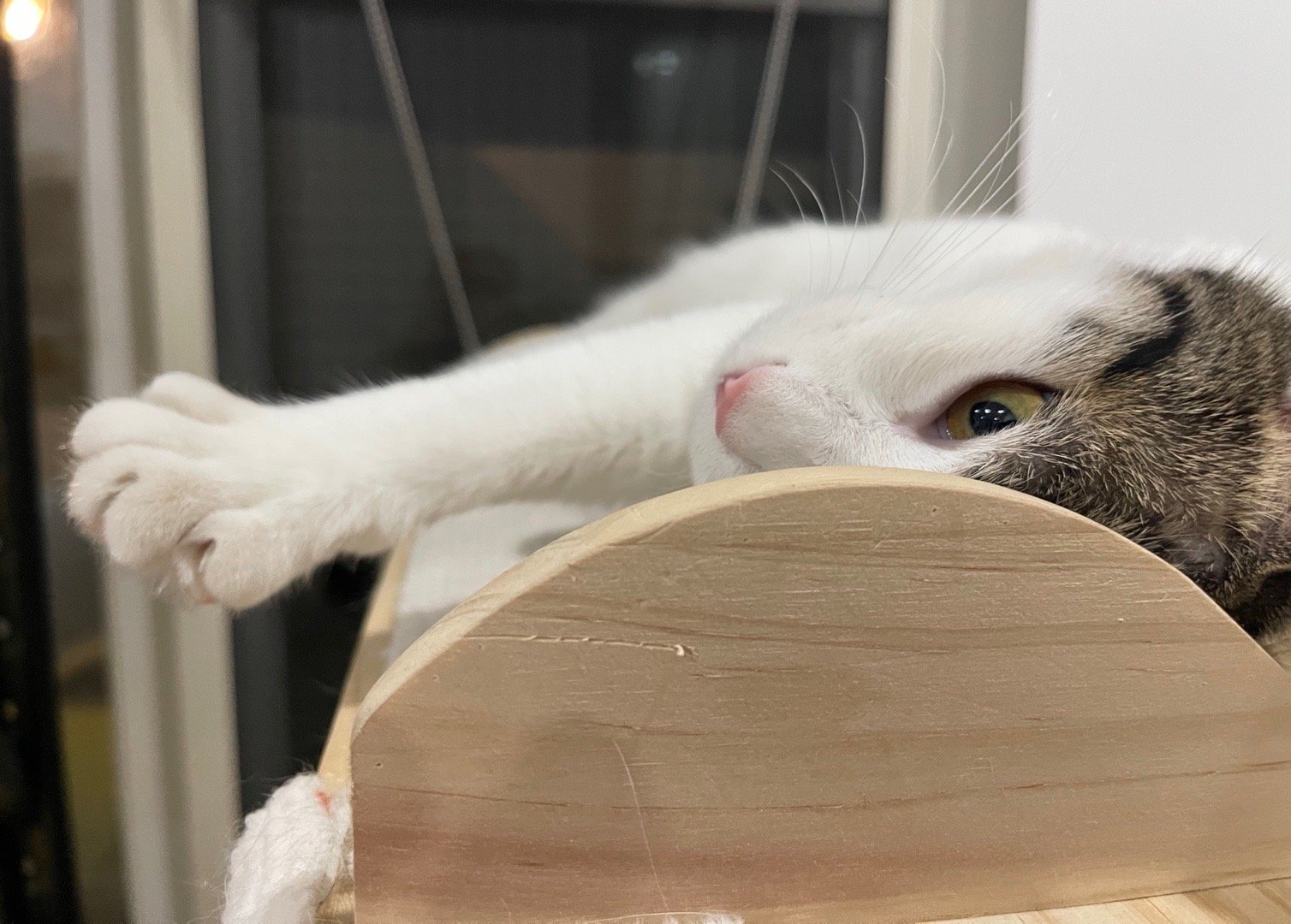 今天北京室外温度最低−13°C，猫咪们全部进屋。虽然室外也准备了猫窝，但我家可是