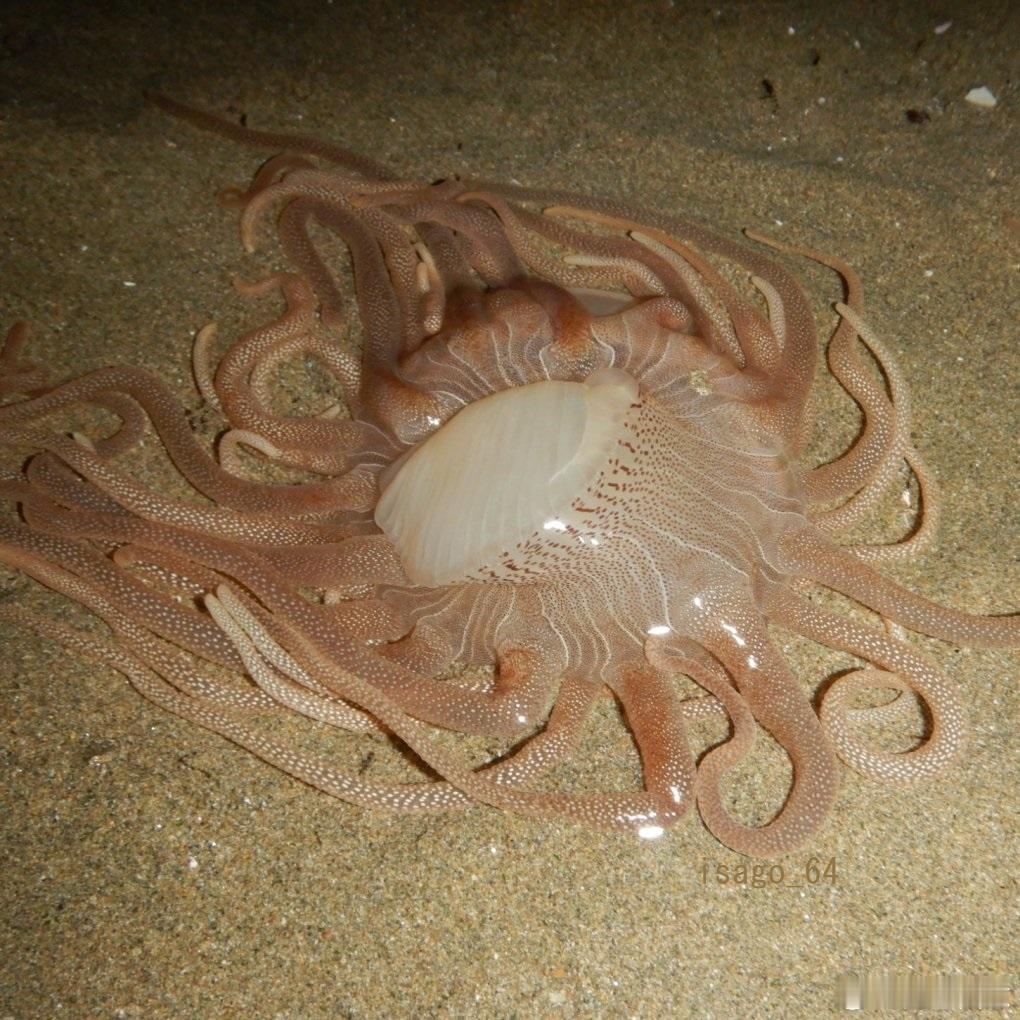 美杜莎之首是栖息于地中海的古老刺胞生物，也是古希腊美杜莎石化神话的核心原型生物，