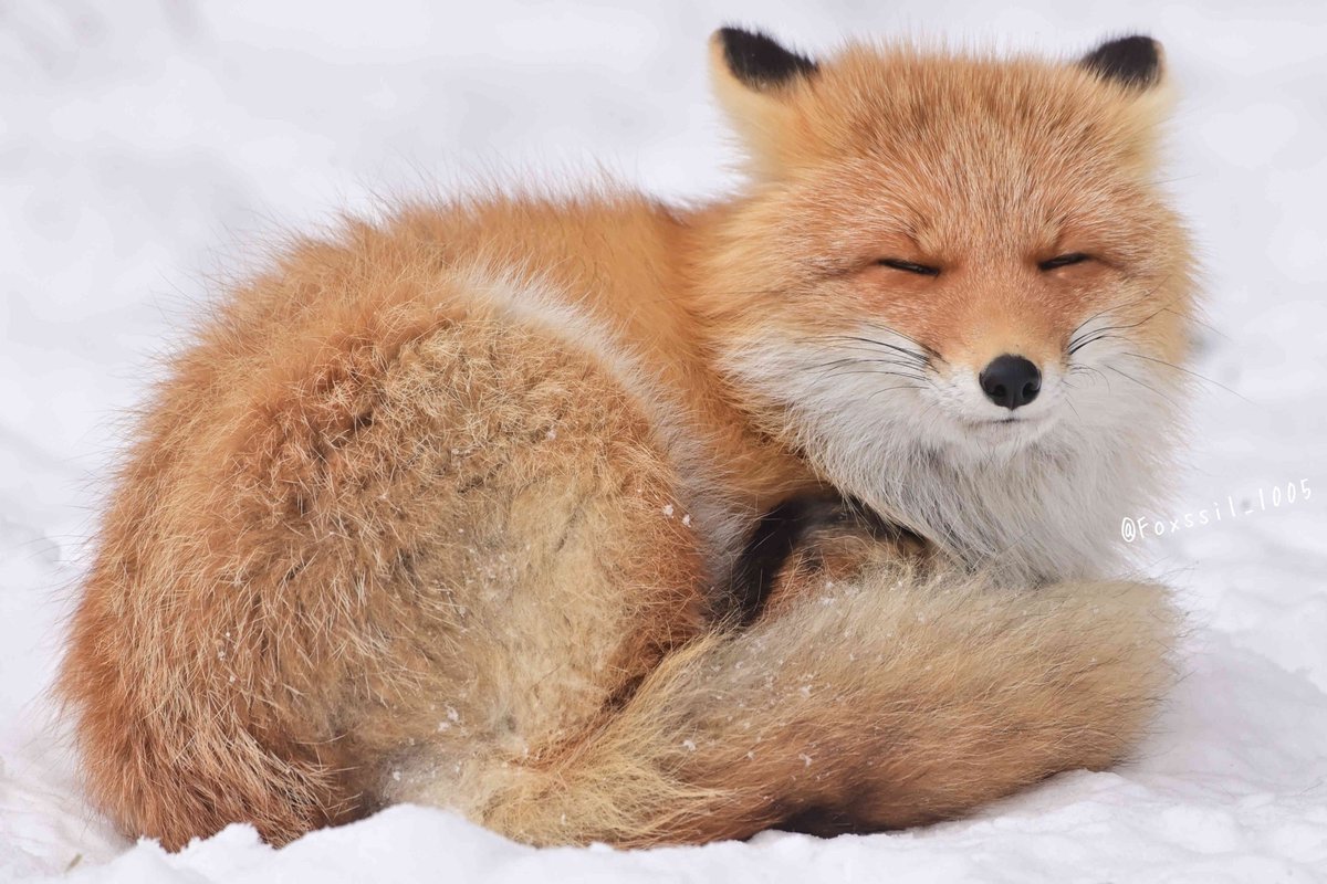 没眼看©️Foxssil_1005 