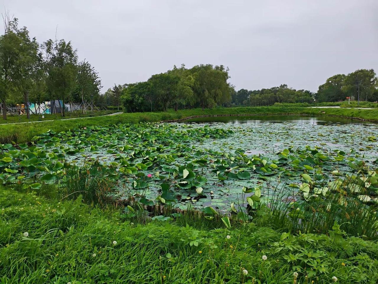 旧江山浑是新愁在公园里感受绿意夏天 夏日赏荷好去处
