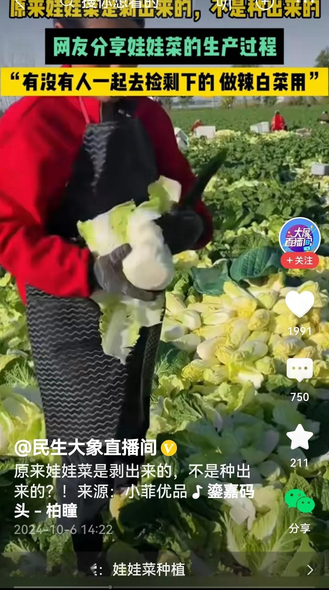 #网友分享娃娃菜生产过程#
不看不知道，一看吓一跳，原来这娃娃菜并非大白菜的袖珍
