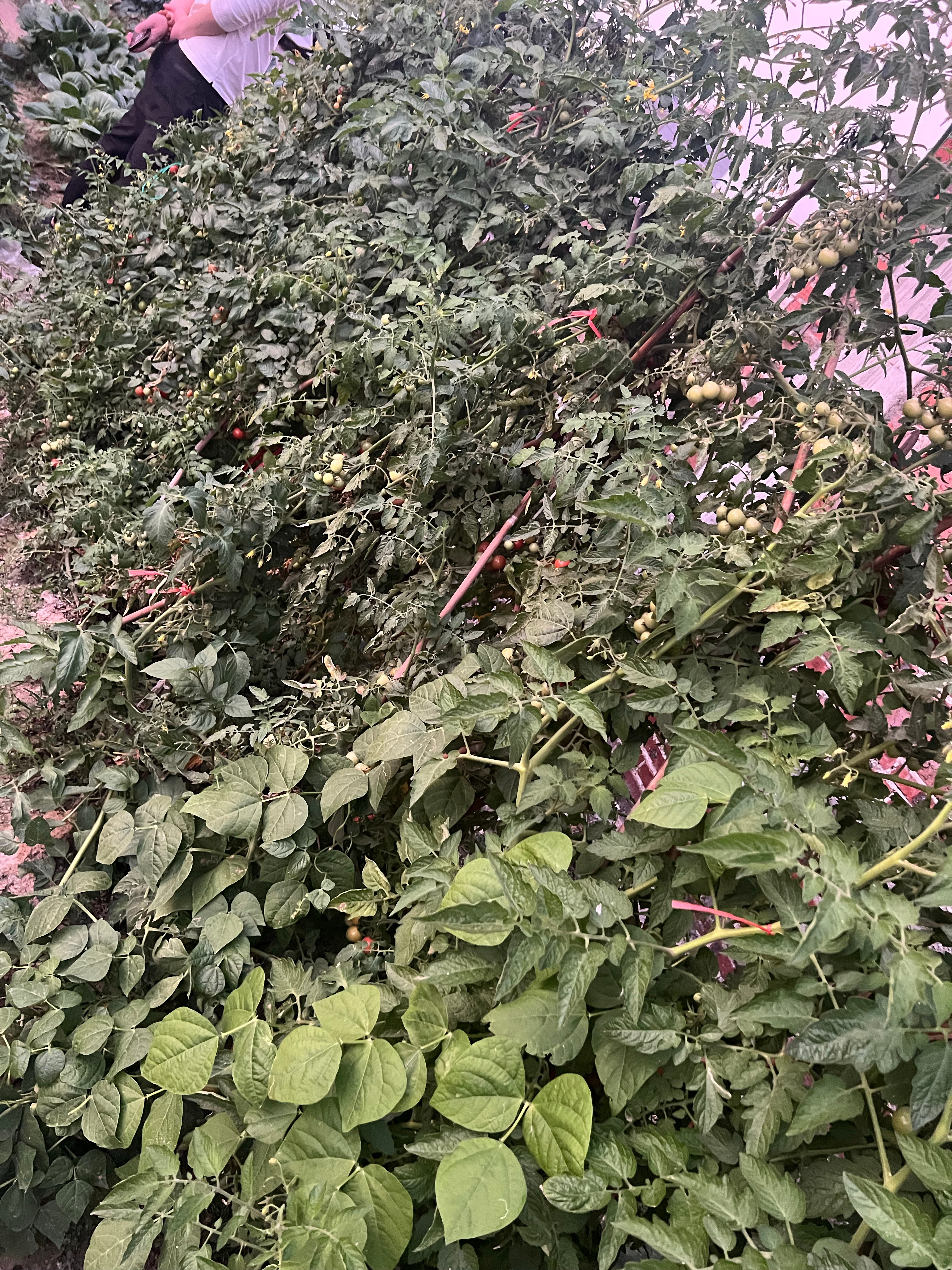 春天的小菜园～啥都有微博 young派对春日许愿池