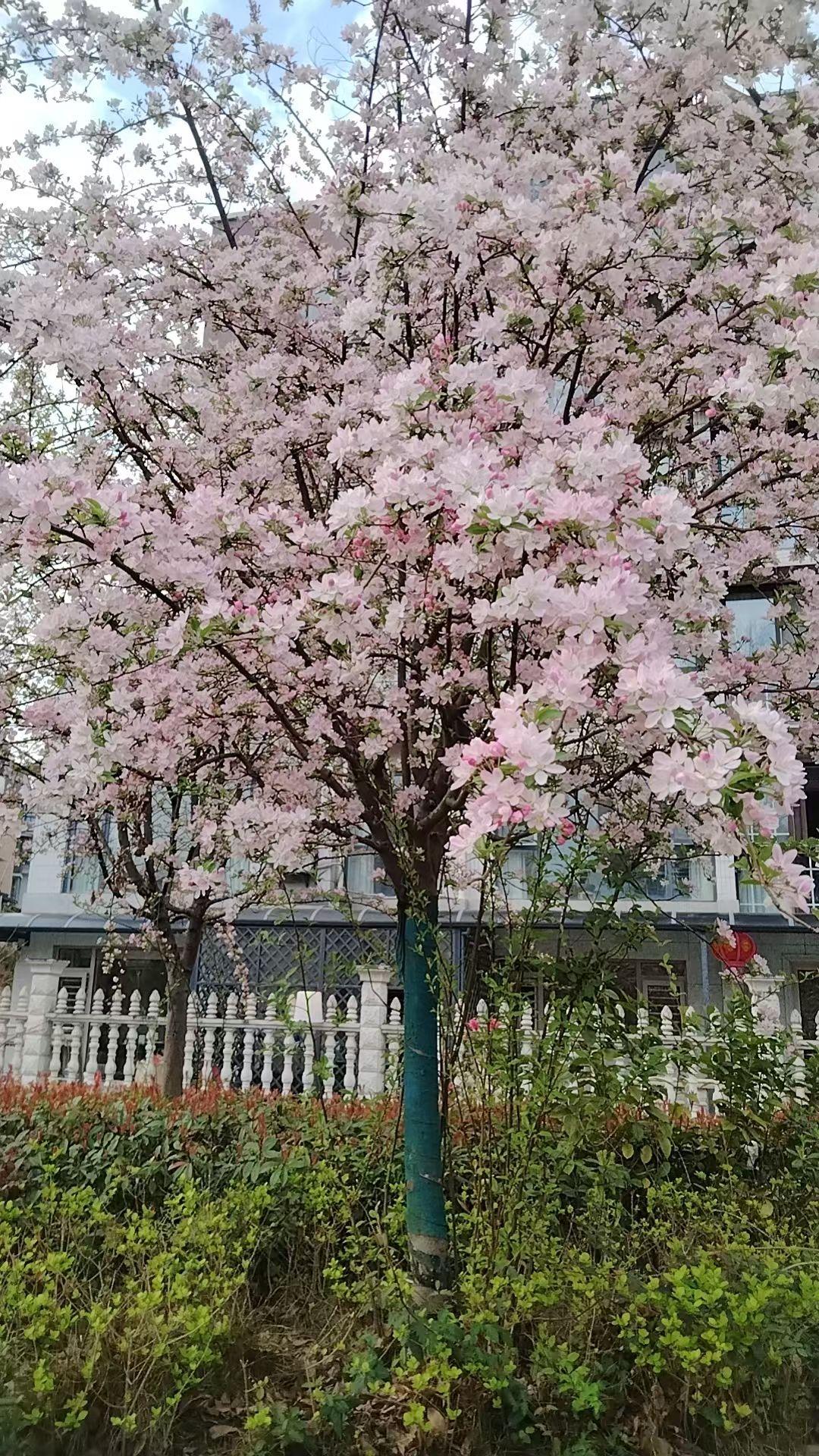 天南地北大拜年刚刚看朋友圈，四川的朋友拍了精美图片，竟然已经鲜花满地，灿烂辉煌。