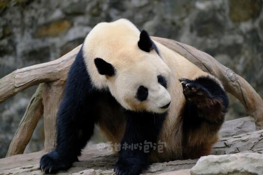 【鑫鑫】鑫鑫看起来瘦瘦的，总让我幻视家美