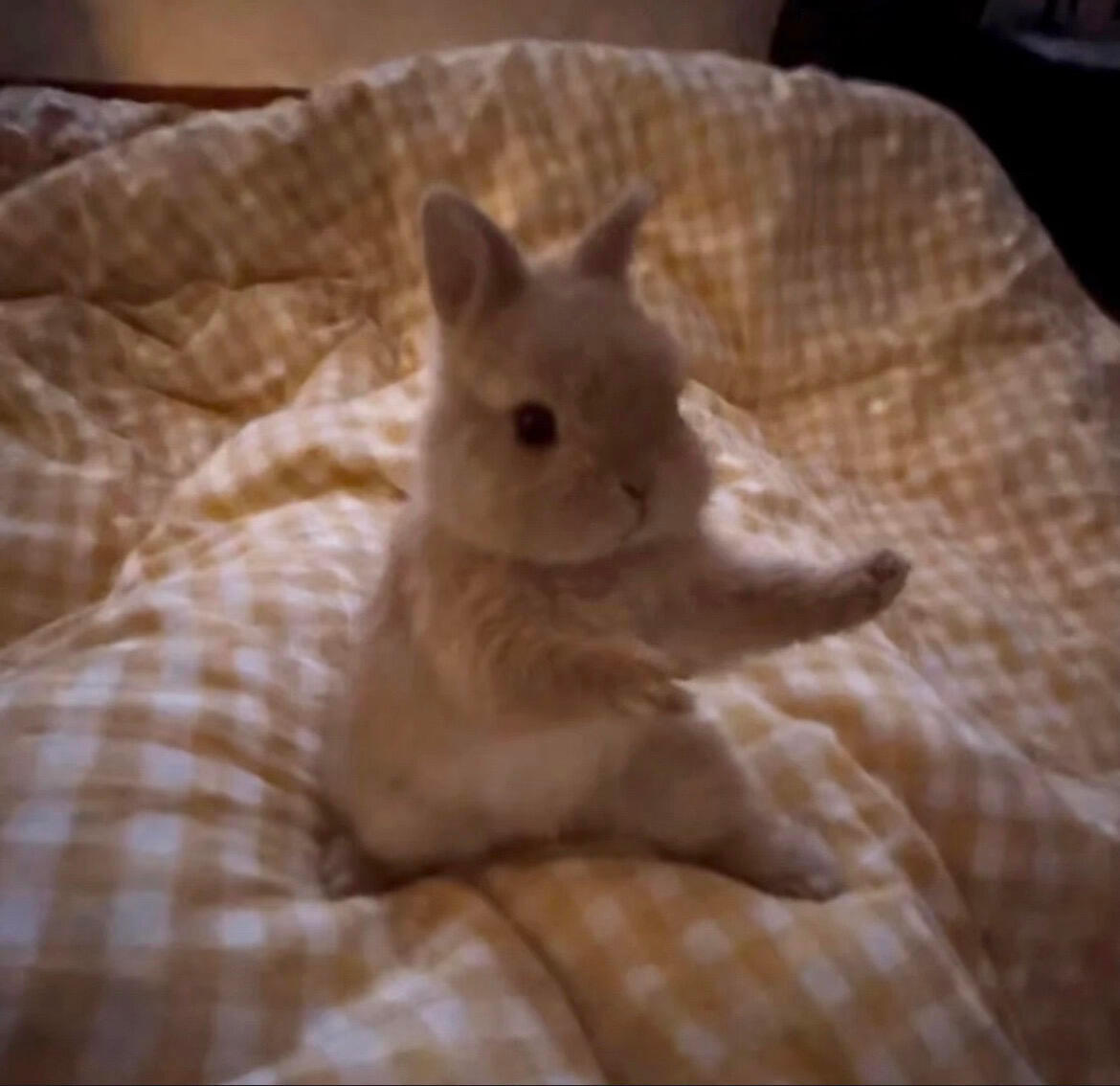 请选择你喜欢的功夫小兔🐰！ 