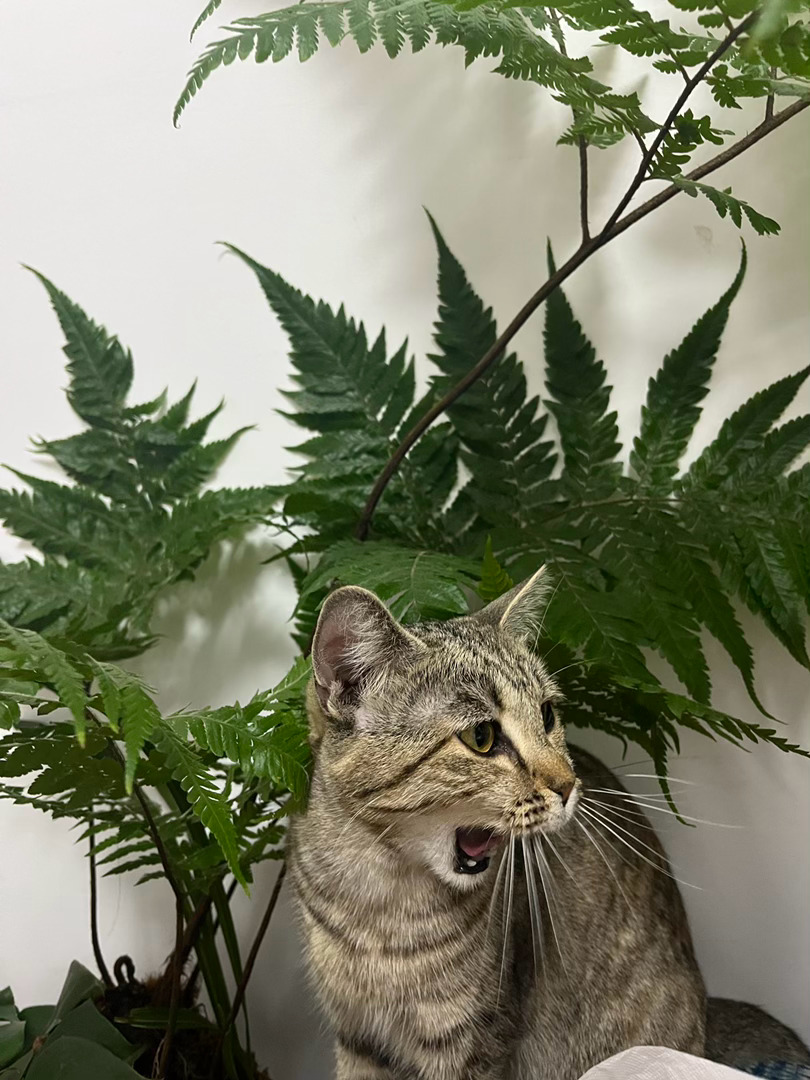 逍遥自在的🐱🐶🐰评论区晒下你们的小宠物吧面部是真相修心养面进化圈