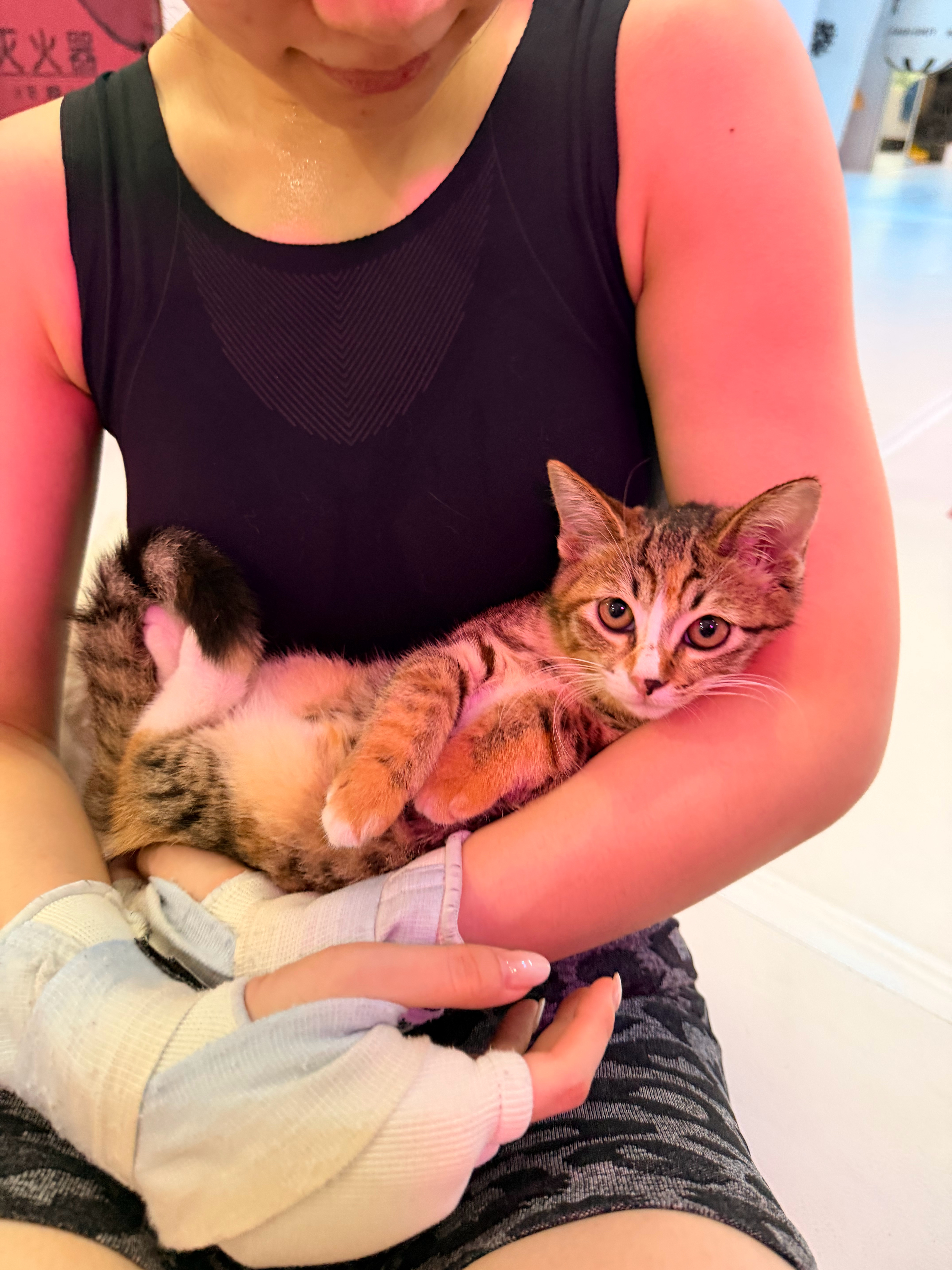 是我最喜欢的猫 是猫的孩子，不知道猫和谁生的，猫在外面有两个野男猫… 这只小猫叫