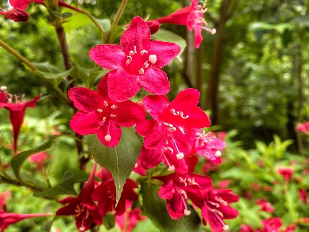 庆金枝 · 王子锦带花

香浮锦带浓。倚雕砌、对帘栊。盈盈繁朵蝶蜂绕，烈烈意燃红