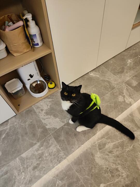 背上咪的小绿龟