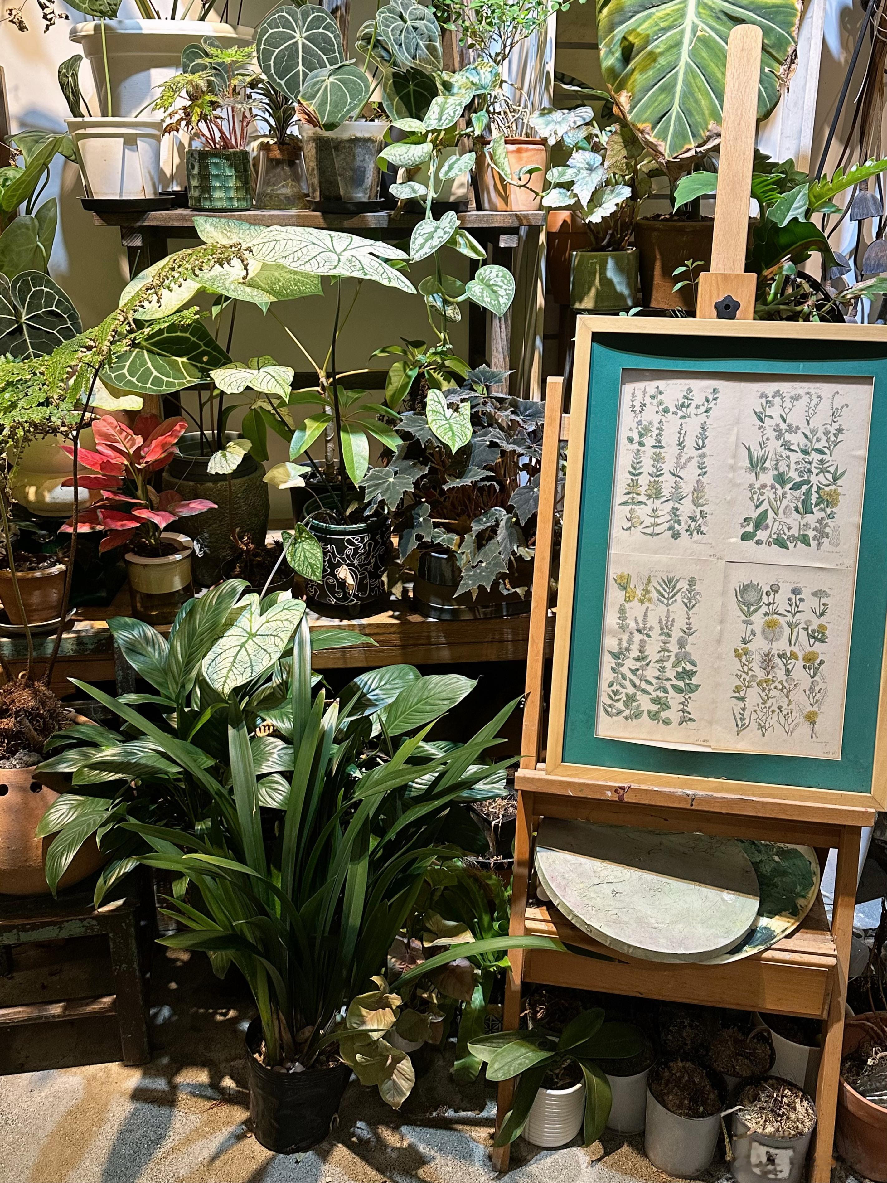 “梨花开又落 又是一年秋”🍂  ​​​