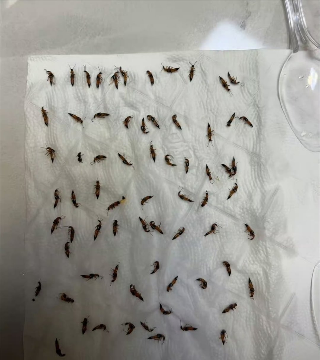 北方 隐翅虫昨天晚上抓到78只隐翅虫！飞行硫酸这称呼太形象了，遇到只能轻轻吹走。