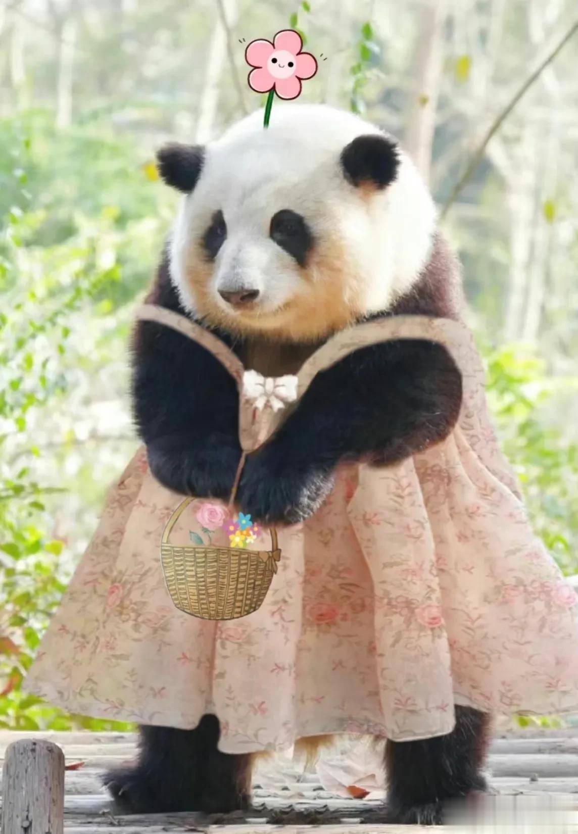 花花真的好适合穿小裙子呀[偷笑][偷笑]
穿裙子的“果赖”花花
这一看就是女孩子